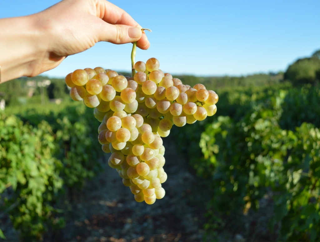Comment on fait du vin ? Les vendanges et vinifications racontées par les cuvées Aventure