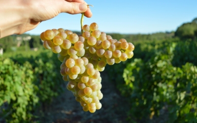 How is wine made? Harvest and winemaking told through the Aventure cuvées