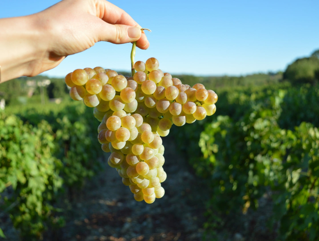 blog harvest and winemaking jalan wines-2